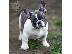 PoulaTo: French bulldog Blue