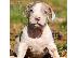 PoulaTo: Catahoula Leopard