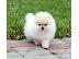 PoulaTo: Καθαρόαιμα κουτάβια Pomeranian