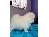 PoulaTo: Pomeranian καθαροαιμα