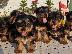 PoulaTo: Κουτάβια Yorkie terrier