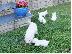 PoulaTo: Kc Εγγεγραμμένα West Highland Terriers
