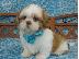 PoulaTo: αγαπημένη αυτή τη θέση Όμορφο κουτάβι AKC Shih Tzu