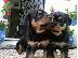 PoulaTo: Rottweiler