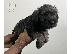 PoulaTo: Schnauzer mini - Σνάουτσερ μινι