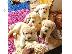 PoulaTo: Εδώ έχουμε 5 όμορφα κουτάβια Labrador retriever.