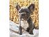 PoulaTo: French bulldog Blue