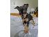 PoulaTo: Pinscher toy