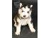PoulaTo: husky siberian