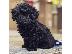 PoulaTo: Caniche mini - Κανίς μίνι