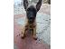PoulaTo: Malinois καθαρόαιμα