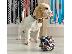 PoulaTo: Beagle puppy is now ready for adoption