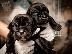 PoulaTo: ΠΩΛΟΥΝΤΑΙ ΚΟΥΤΑΒΙΑ CANE CORSO