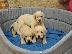 PoulaTo: Labrador