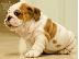 PoulaTo: englishbull κουτάβια για € 300
