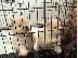 PoulaTo: Αξιολάτρευτο αρσενικό και θηλυκό chow chow Chow Puppies για υιοθεσία...