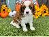 PoulaTo: Κουτάβι Cavalier King Charles Spaniel