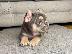 PoulaTo: Κουτάβια AKC FrenchBulldog+34634098453