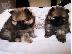PoulaTo: Pomeranian Puppies προς πώληση