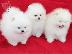 PoulaTo: Pomeranian Puppies Έτοιμα