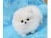 PoulaTo: Αξιολάτρευτο Pomeranian Puppies