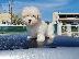 PoulaTo: Havanese