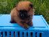 PoulaTo: Pomeranian mini