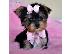 PoulaTo: Yorkshire Terrier προς πώληση με γενεαλογικά έγγραφα