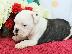 PoulaTo: Καταπληκτικό αρσενικό και θηλυκό ENGLISH Bulldog