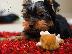 PoulaTo: PERRITOS DE YORKSHIRE