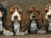 PoulaTo: basset hound