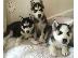 PoulaTo: Siberian Husky