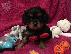 PoulaTo: Cavalier King Charles Puppies