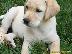 PoulaTo: Κουτάβια Λαμπραντόρ/ Labrador puppies