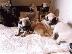 PoulaTo: παγκ Pug