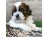PoulaTo: Shih Tzu σκύλο
