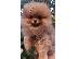 PoulaTo: Pomeranian Spitz κουτάβια