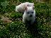 PoulaTo: Kc Registered West Highland Terriers