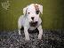 PoulaTo: BOXER