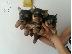 PoulaTo: Yorkshire Terrier Καθαροαιμα κουτάβια ευκαιρία 6988190151 ΑΘΗΝΑ...