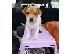 PoulaTo: Jack russell