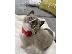 PoulaTo: Ragdoll Kittens