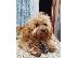 PoulaTo: Havanese Bichon αρσενικό διαθέσιμο για αναπαραγωγή