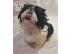 PoulaTo: Fanji Shih Tzu