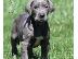 PoulaTo: Μπλε κουτάβια Great Dane