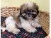 PoulaTo: Κορυφαία Quailty Kc Όμορφα όμορφα κουτάβια Shih Tzu