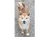 PoulaTo: Shiba inu κουτάβια