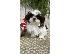 PoulaTo: Όμορφα κουτάβια Shih Tzu