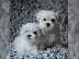 PoulaTo: Μαλτέζ μίνι (Maltese mini)