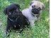 PoulaTo: Παγκ μοπς PUG Mops